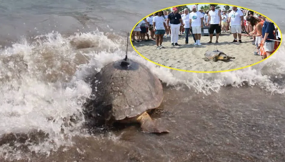 Antalya Belek'te 3 Caretta Caretta uyduyla takibe alındı