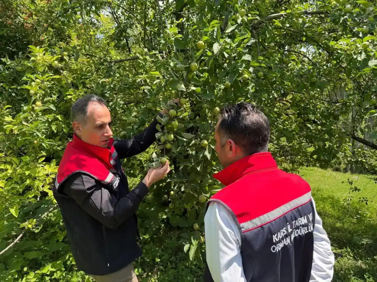 Kars Tarım İl Müdürü Enver Aydın, Sarıkamış'ta meyve bahçelerinde incelemelerde bulundu