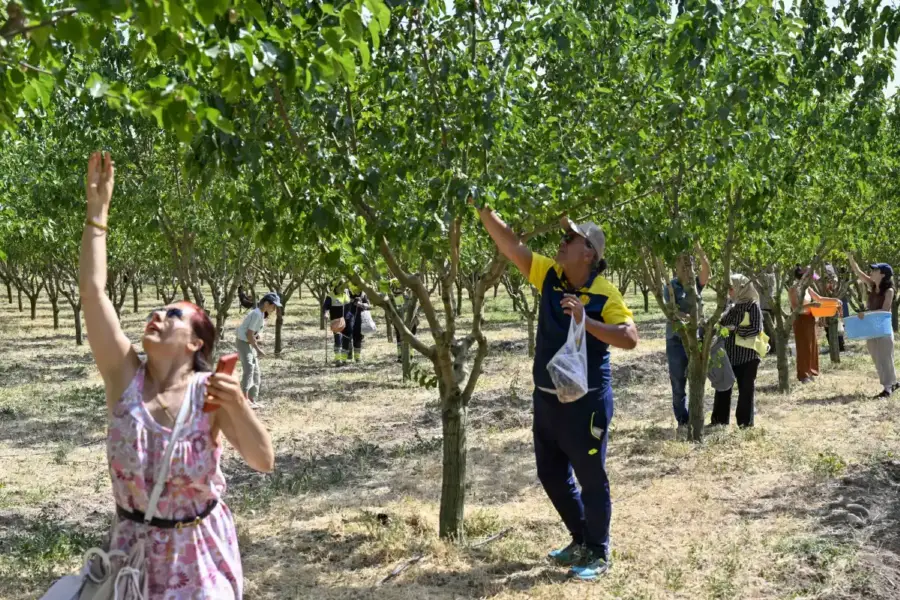 Başkentliler Ata Çiftliği’nde hasat yaptı