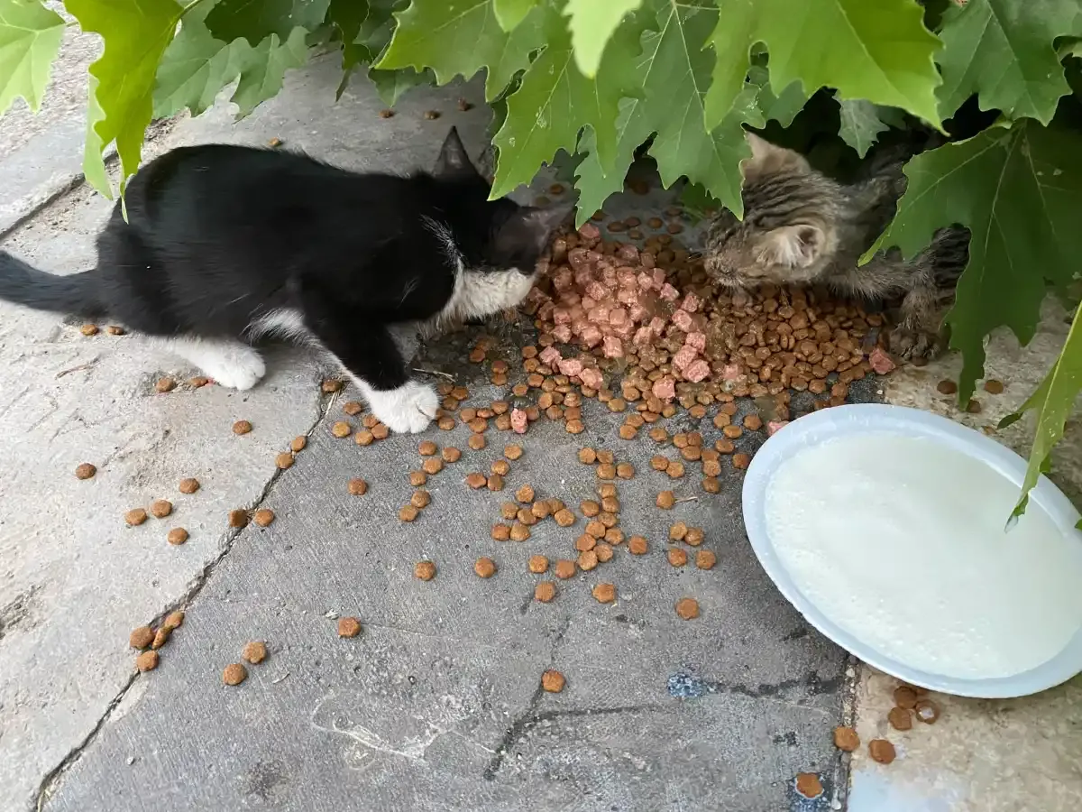 Bir kap mama, bir yudum umut: Ceylanpınar'da sokak kedilerine şefkat eli
