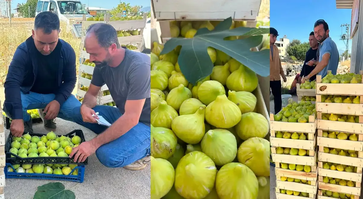 Hassa'da incir mesaisi sabahın ilk ışıklarıyla başlıyor