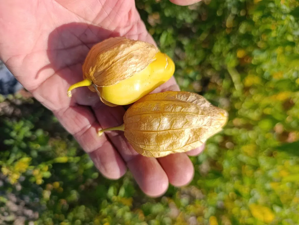 Beypazarlı üretici bu kez Meksika kökenli "Tomatillo" yetiştirdi