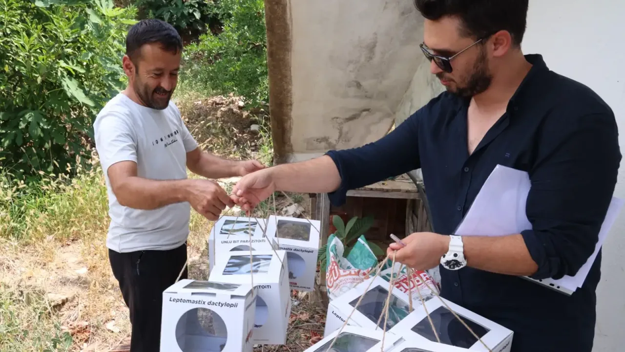 Antalya'da 800 dekar araziye faydalı böcek desteği