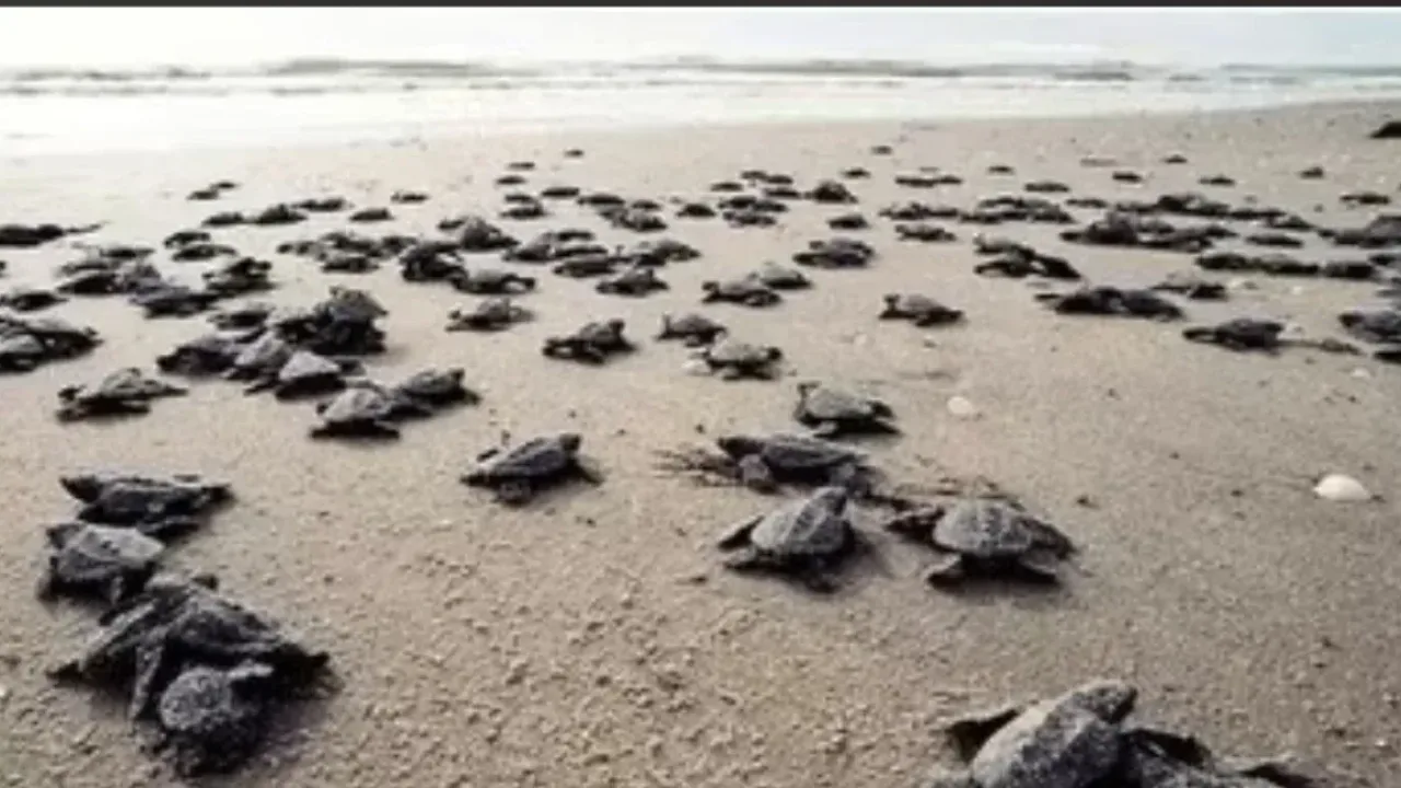 Antalya kıyılarında 25 bin deniz kaplumbağası yavrusu