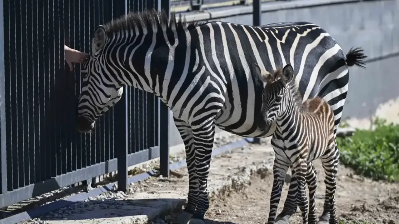 Doğal Yaşam Parkı'nda yeni doğan zebra yavrusu