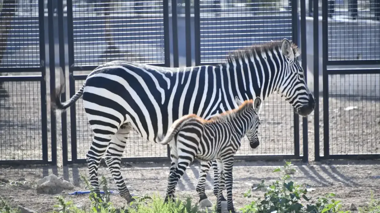 Ankara'da doğan yavru zebra için oy kullanıldı: Adı Pijamalı