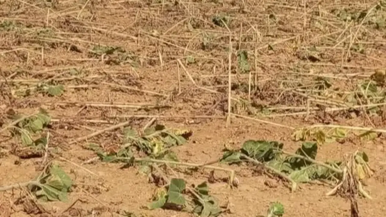 Çamlıca'da Domuzlar Ayçiçeği Tarlasına Zarar Verdi