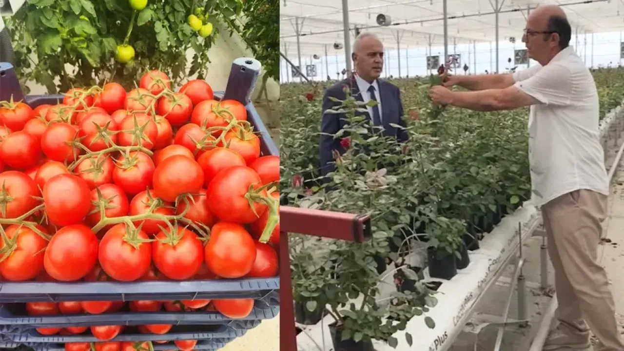 Isparta’da IYAŞ Tarım: Modern gül ve topraksız domates dönemi
