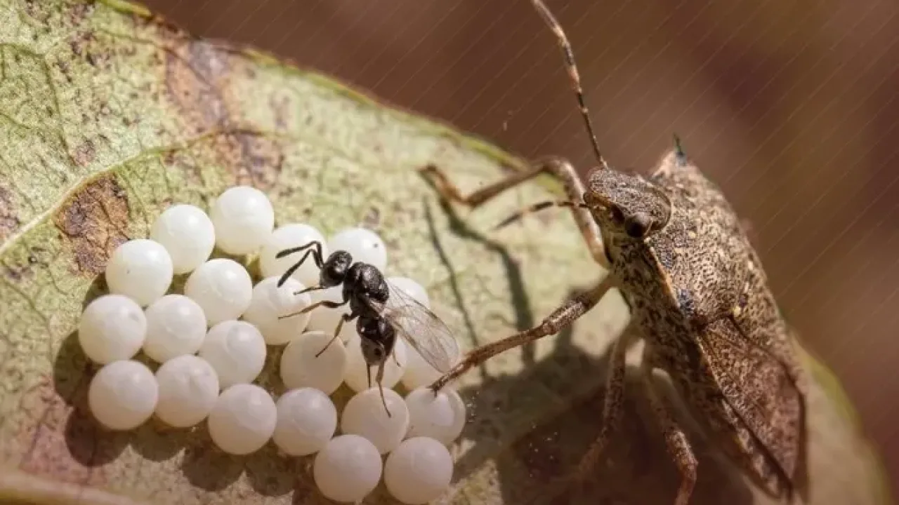 Kahverengi kokarca ile biyolojik mücadelede yeni adım... 1,6
