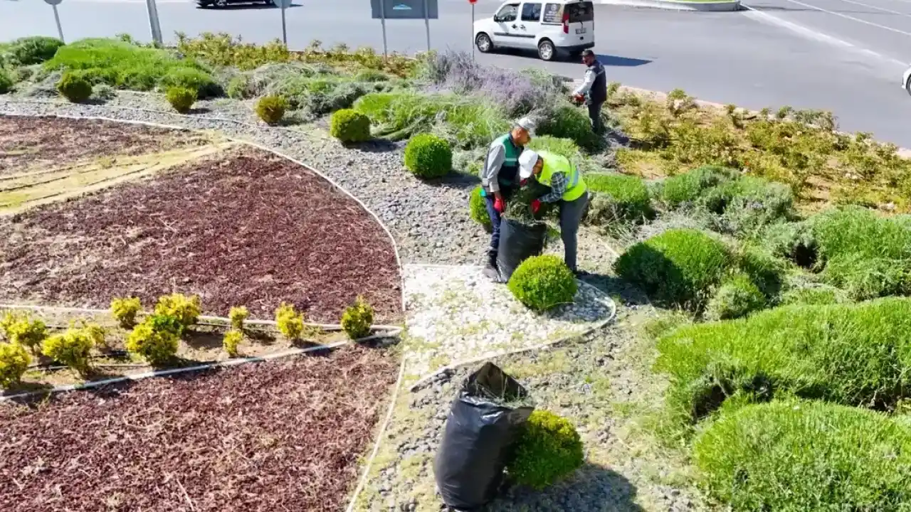 Kayseri Büyükşehir'de lavanta hasadı başladı