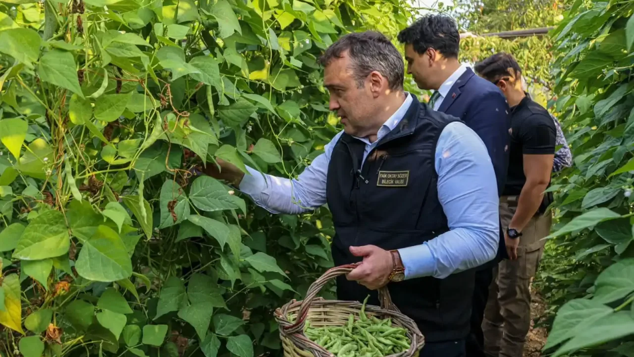 Pazaryeri Boncuğu’nda hasat vakti