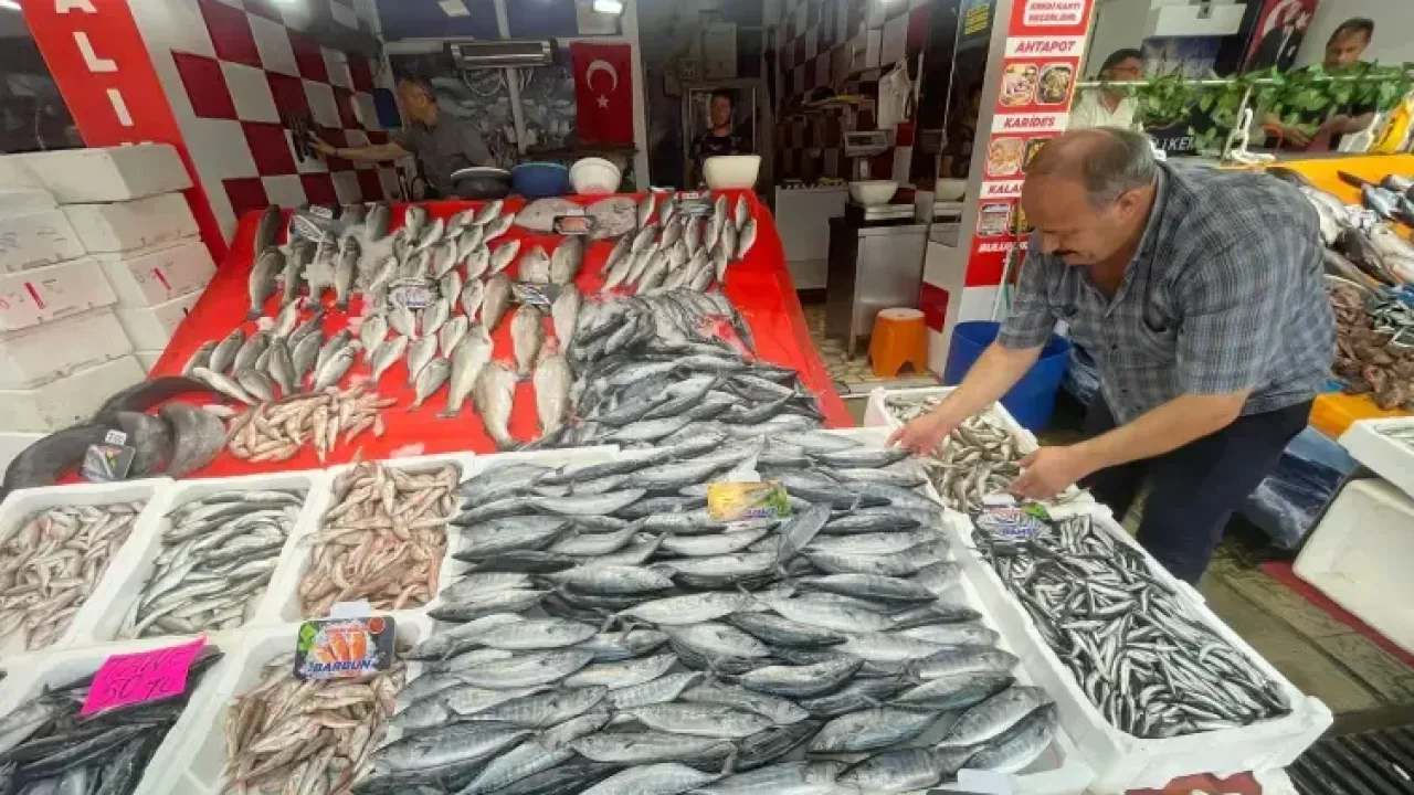 Karadeniz'de av yasağı sonrası palamut bolluğu