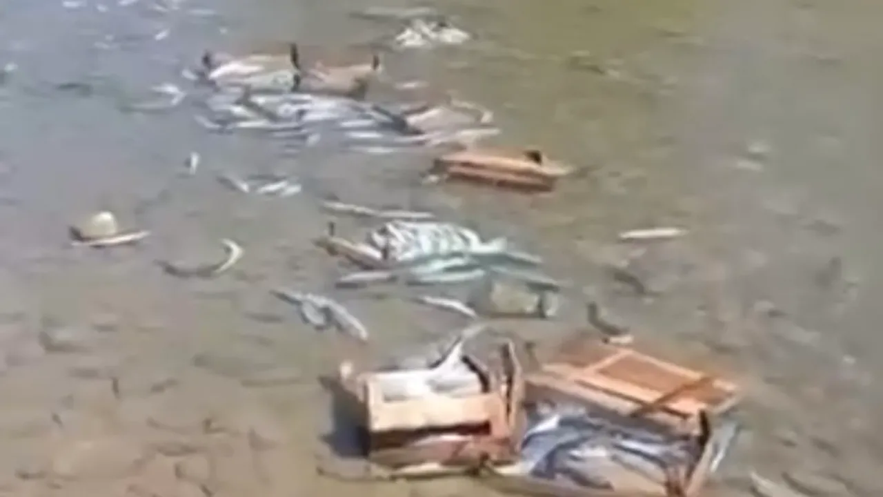 Akçakoca'da palamutların dereye dökülmesi tepki çekti