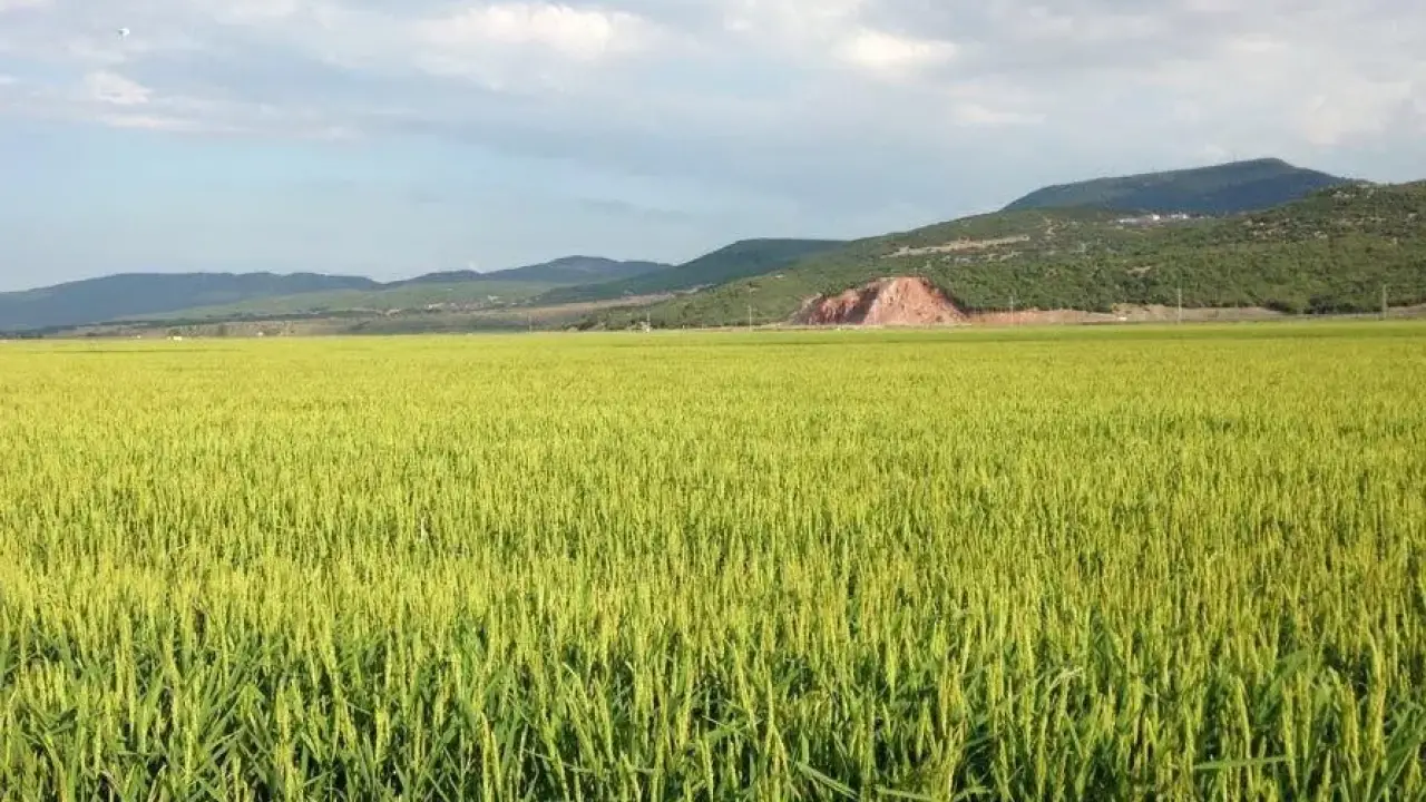 Keşan TSO Meclis Başkanı Koru’dan çeltik uyarısı