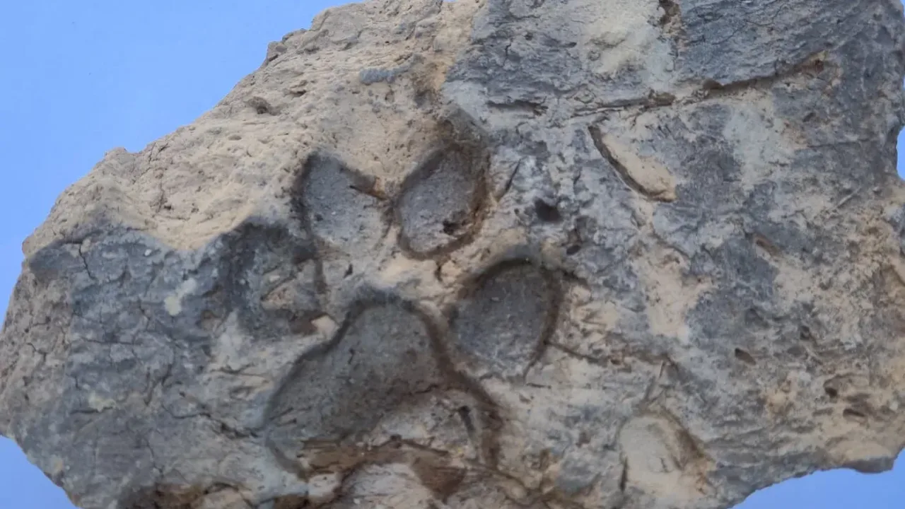 4 bin yıllık kerpiçte köpek patisi izi bulundu!