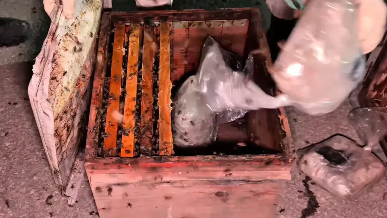 Arı kovanlarının arasından 91 kilo uyuşturucu çıktı
