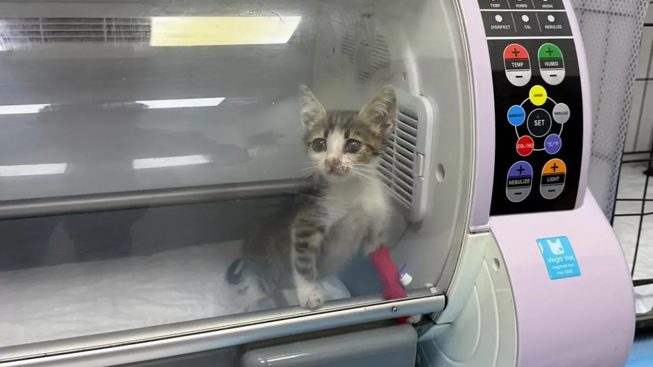 Bandırma’da şiddet gören yavru kedi tedavi altına alındı