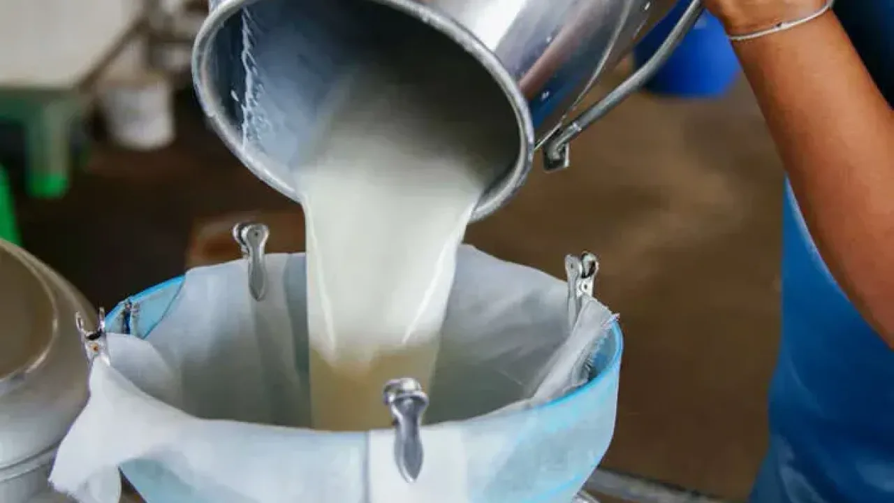 Çiğ süt üreticilerine ilave destek! Mesleki yeterlilik şartı