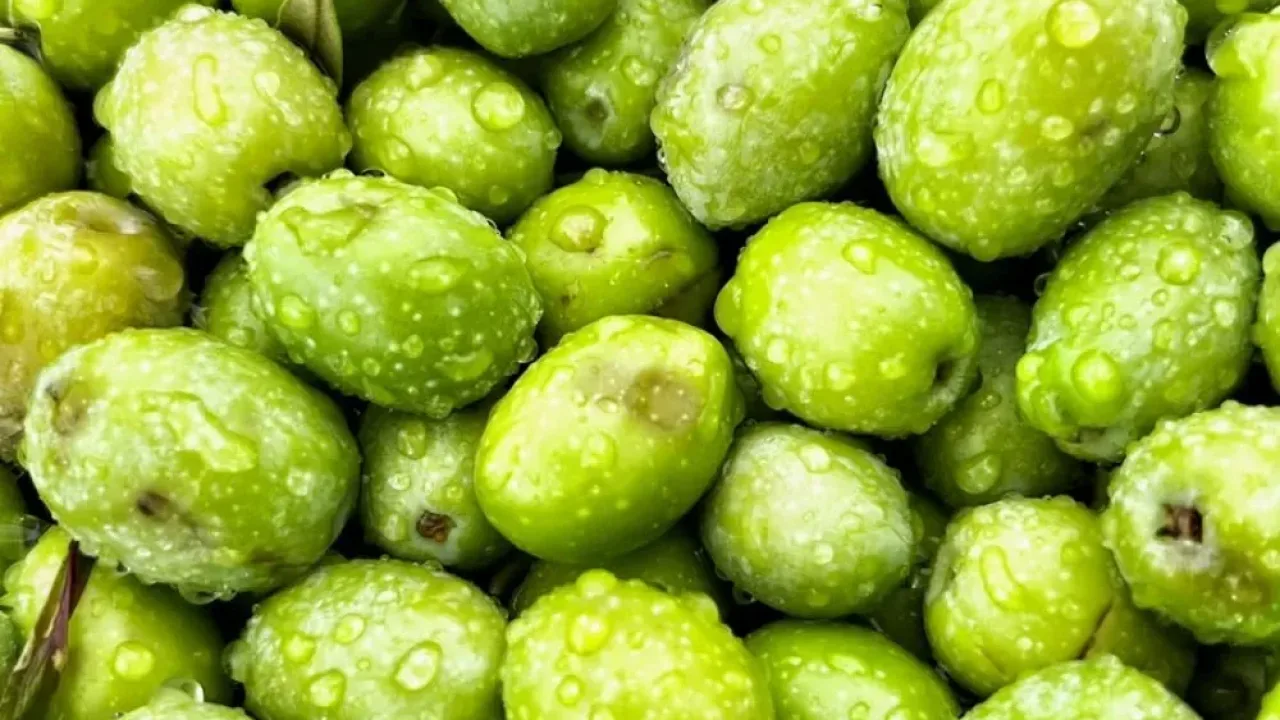 Dorlion zeytinyağında erken hasat heyecanı