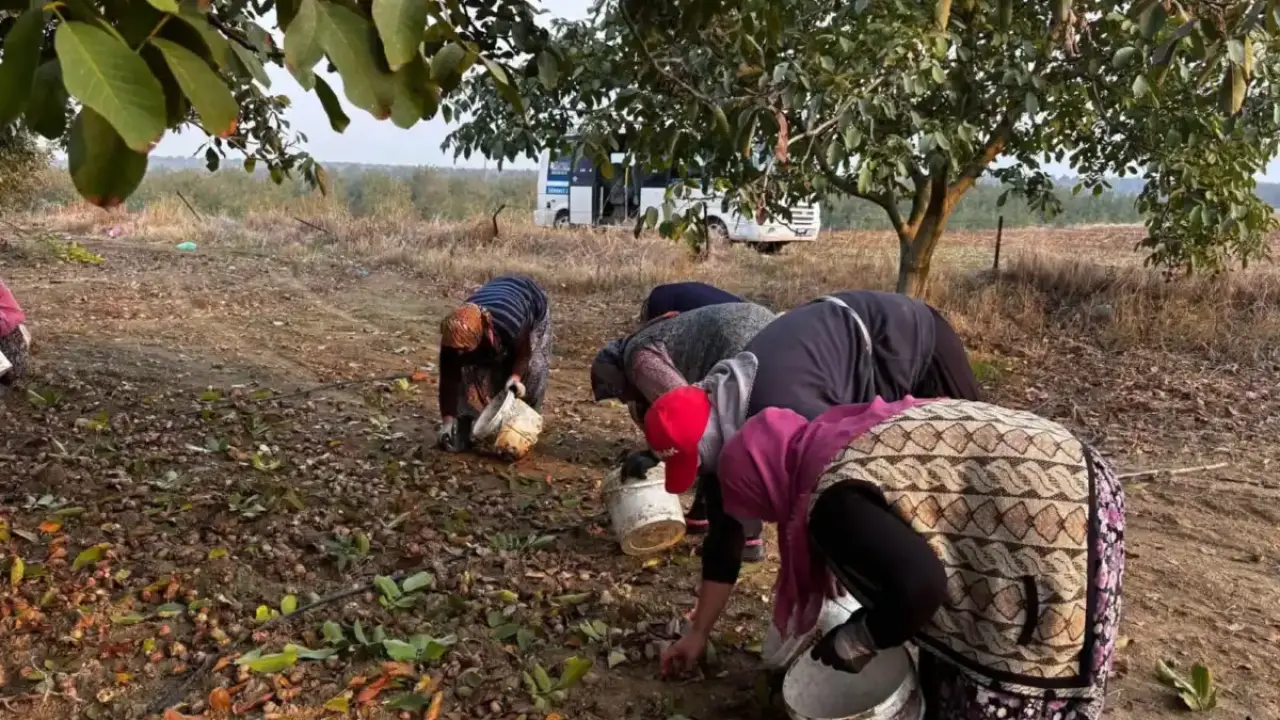 İpsala’nın Karaağaç Köyü’nde ceviz hasat şenliği