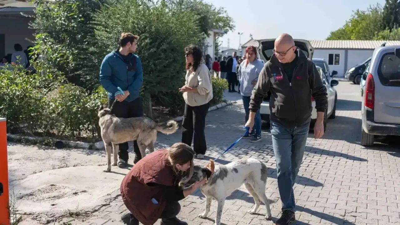 İzmir Bornova'da 83 köpek sahiplendirildi