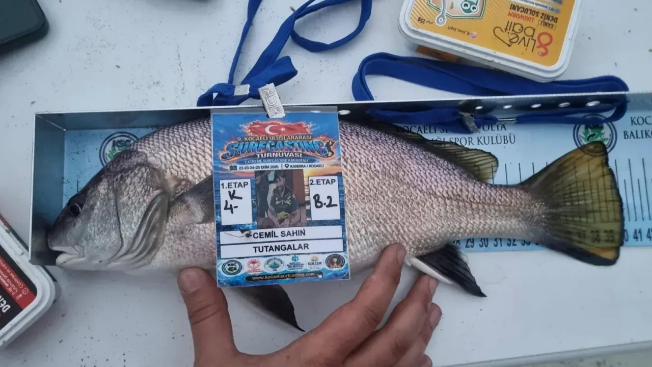 Kandıra'da 41 santimetrelik “eşkina” oltaya takıldı