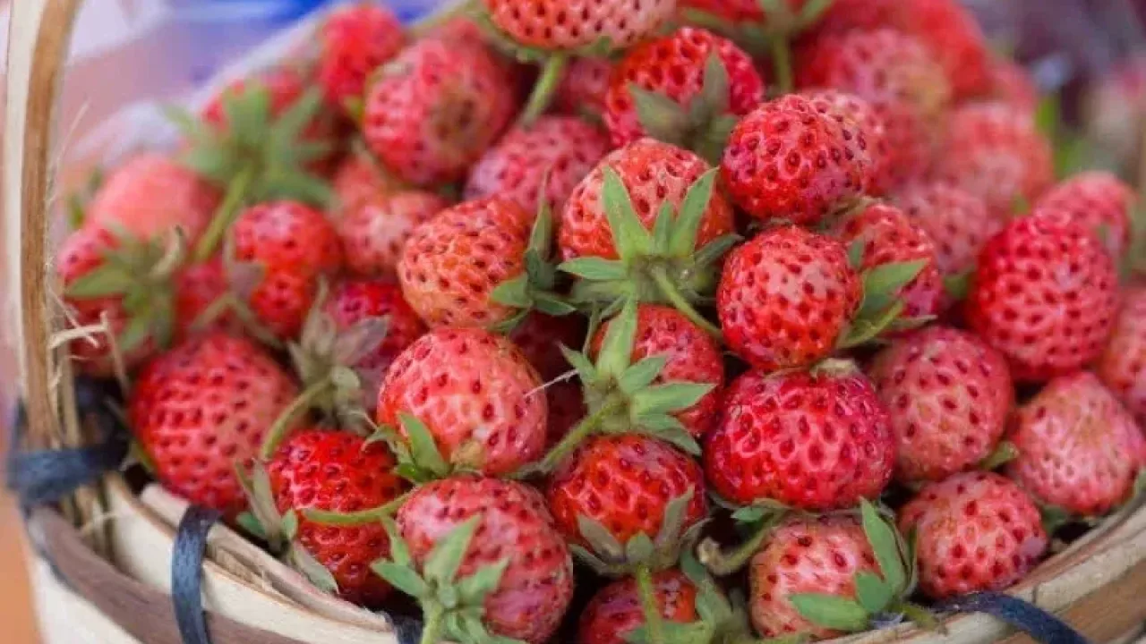 Karadeniz Ereğli'nin Osmanlı çileği, aroması ve kısa hasat