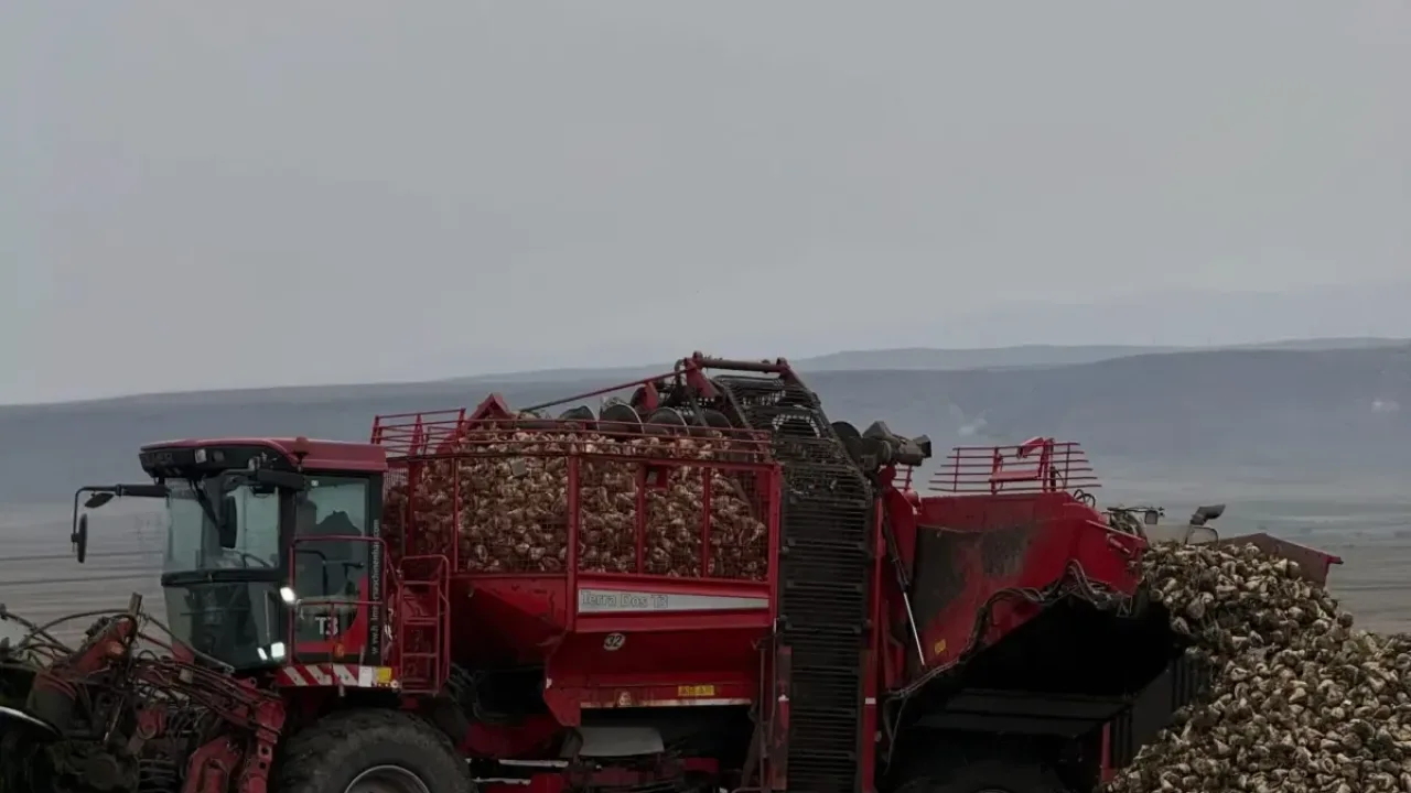 Kars Akyaka'da çiftçiler şeker pancarı başladı