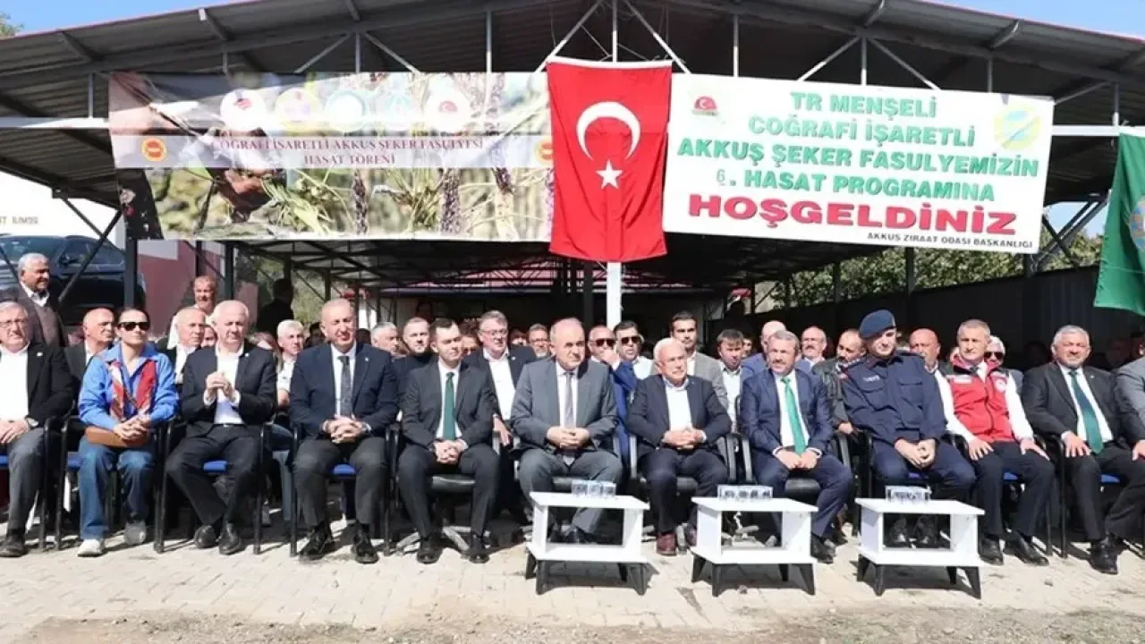 Ordu'da "Akkuş Şeker Fasulyesi" hasatı başladı