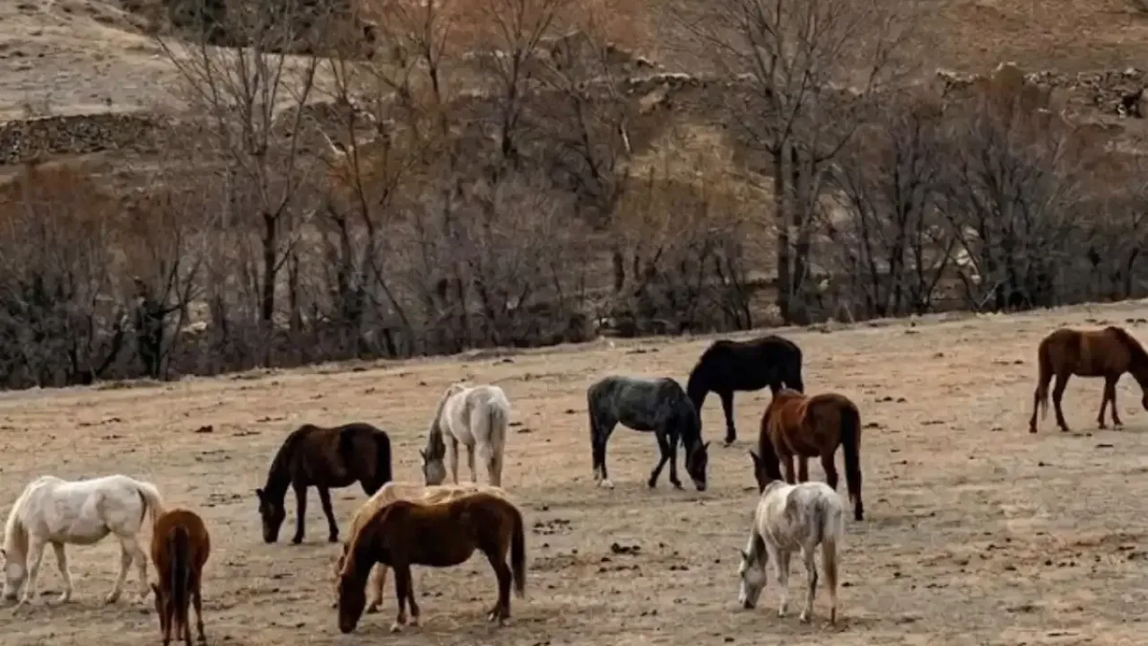 Sarıkamış köylerinde yılkı atları doğada: Geleneksel köy