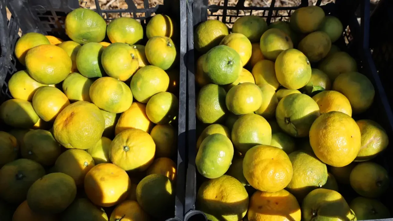 Satsuma mandalinada ihracat zamanı