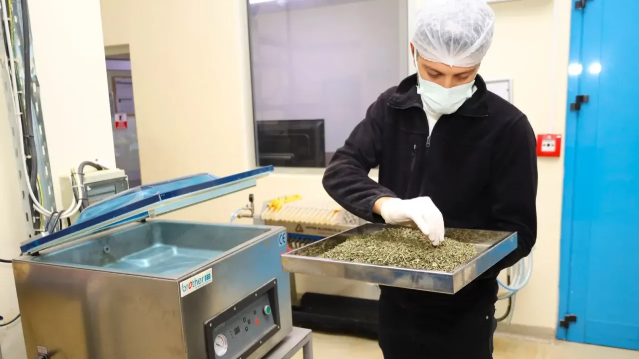 Tarladan Türkiye’ye Ormanya imzası... Tıbbi ve aromatik bitkiler