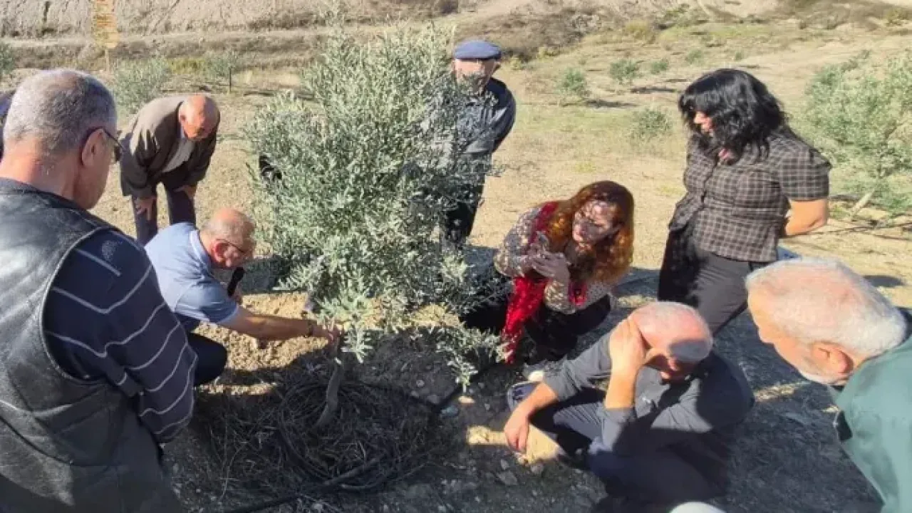Zeytin üreticilerine uygulamalı tüyolar